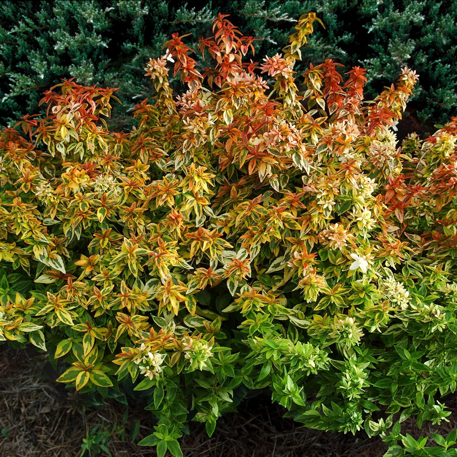 2 Gal Abelia G2464