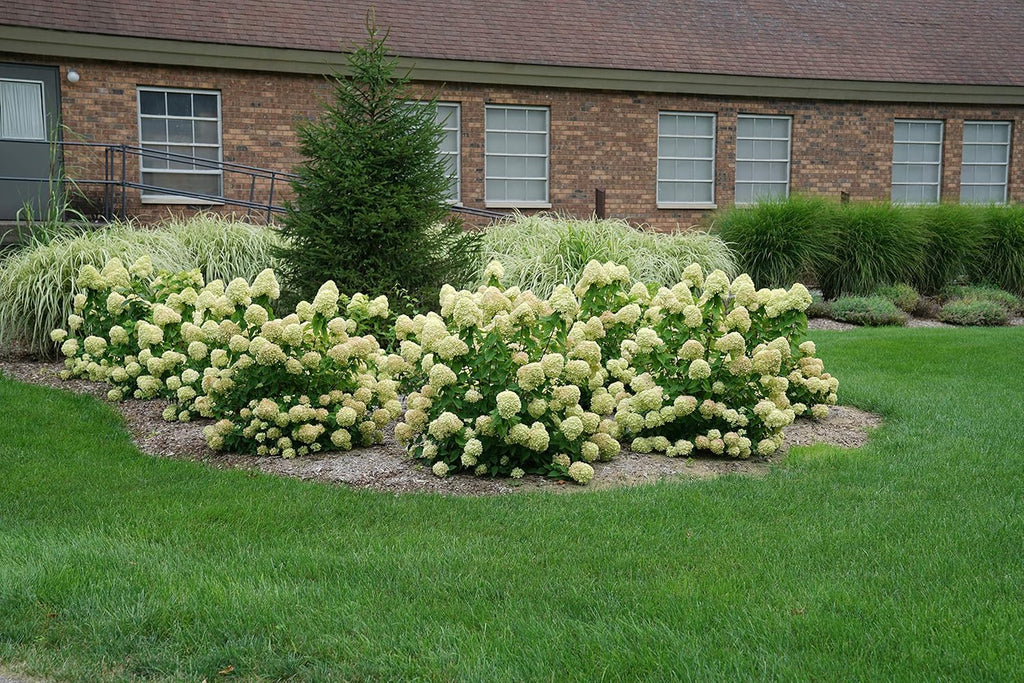 2 Gal Containers Panicle Hydrangea Shrub Bundle A67569