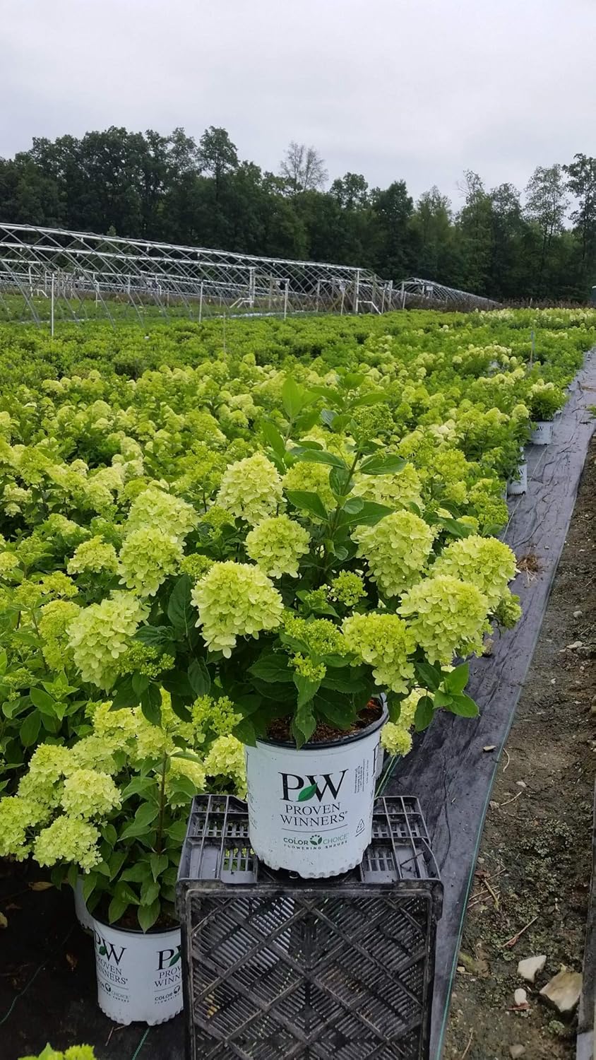 2 Gal Containers Panicle Hydrangea Shrub Bundle A67569