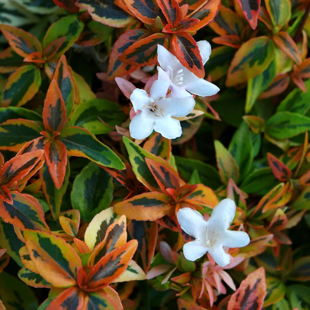 2 Gal Abelia G2464