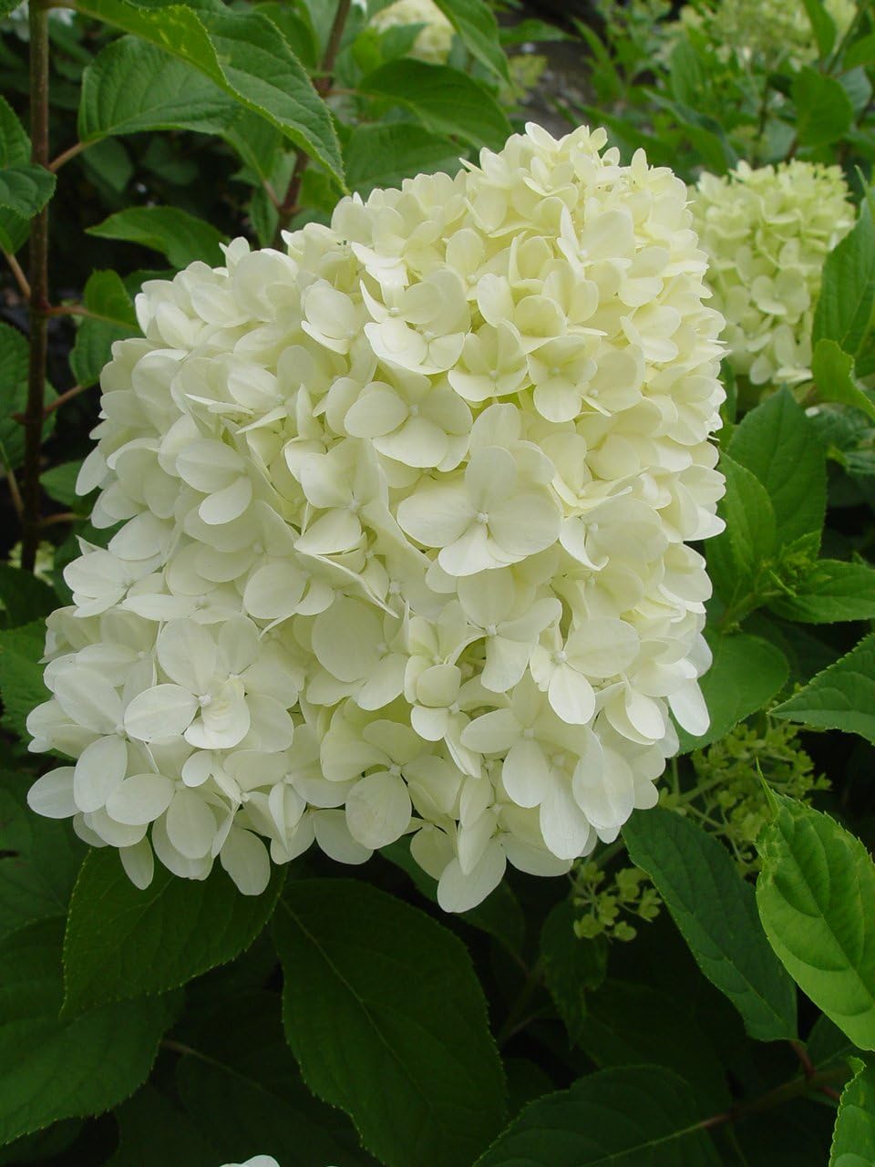2 Gal Containers Panicle Hydrangea Shrub Bundle A67569
