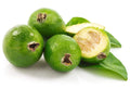 Pineapple Guava Live Plant N608460