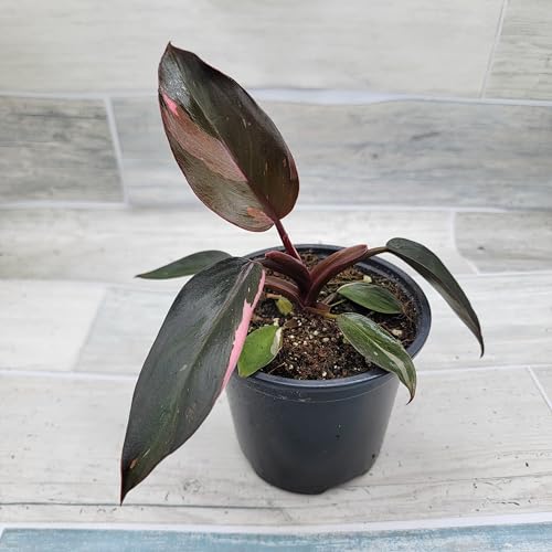 Philodendron Black Cherry Pink Princess Live House Plants in 3" Pot X396303