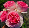 Pink Climbing Rose Live Plant, Potted 2 Quart S71218