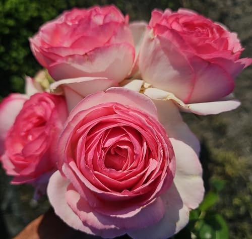 Pink Climbing Rose Live Plant, Potted 2 Quart S71218