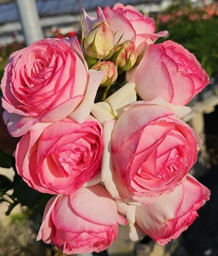 Pink Climbing Rose Live Plant, Potted 2 Quart S71218