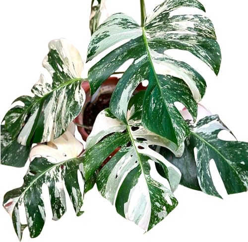 Monstera Albo Plant Live 18-24 Inches Variegata Leaf Cutting with Roots G707779