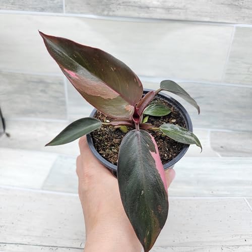Philodendron Black Cherry Pink Princess Live House Plants in 3" Pot X396303