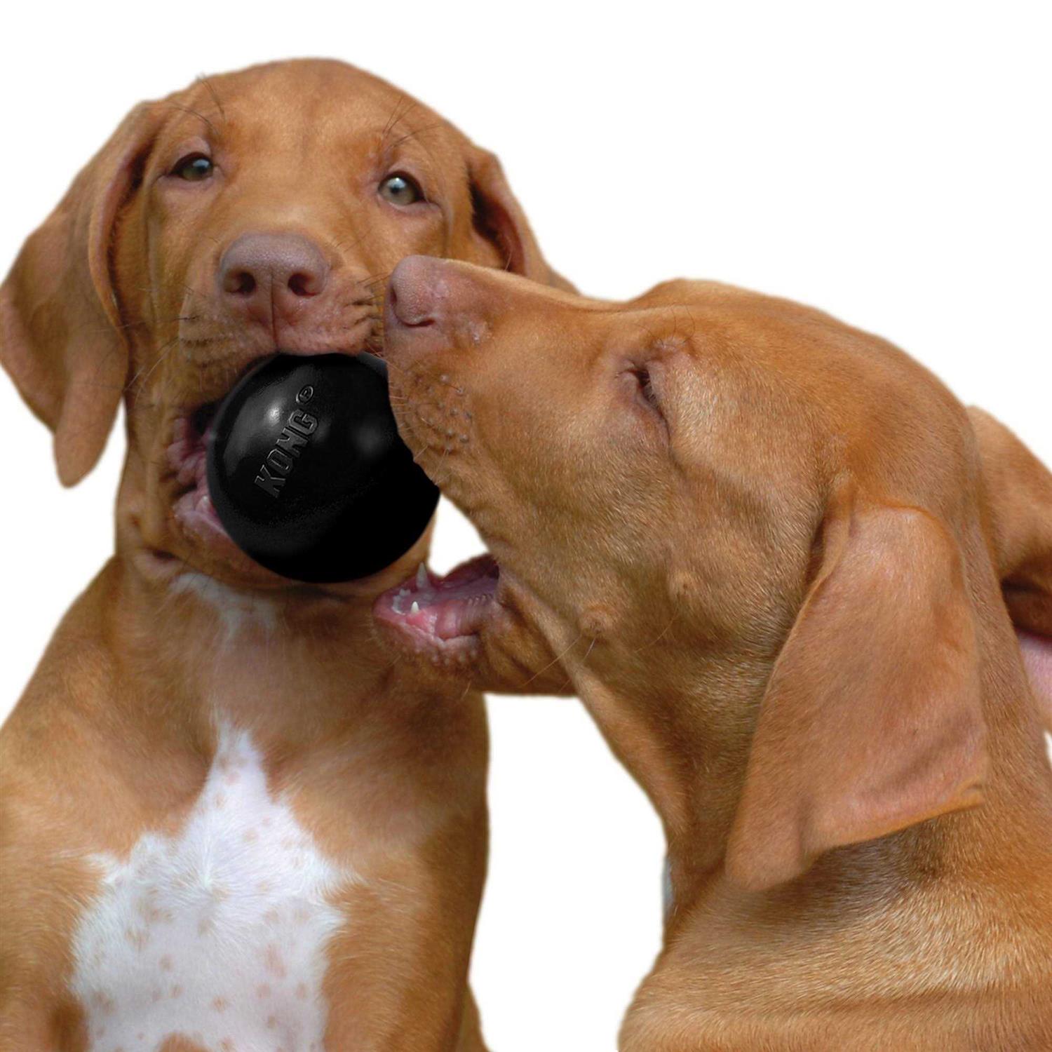 KONG Ball Dog Toy U138801