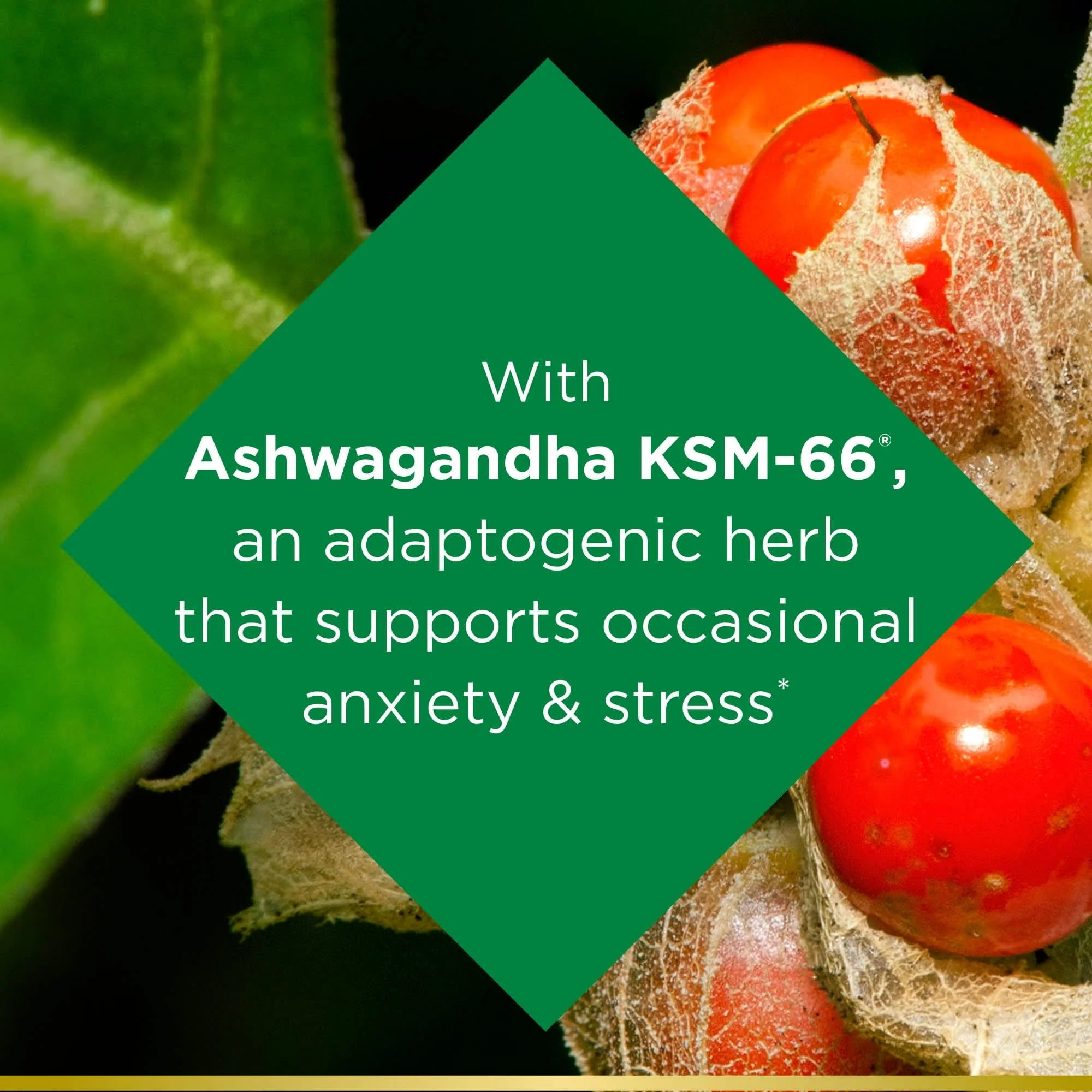 Ashwagandha Supplement, 50 Ct W49906