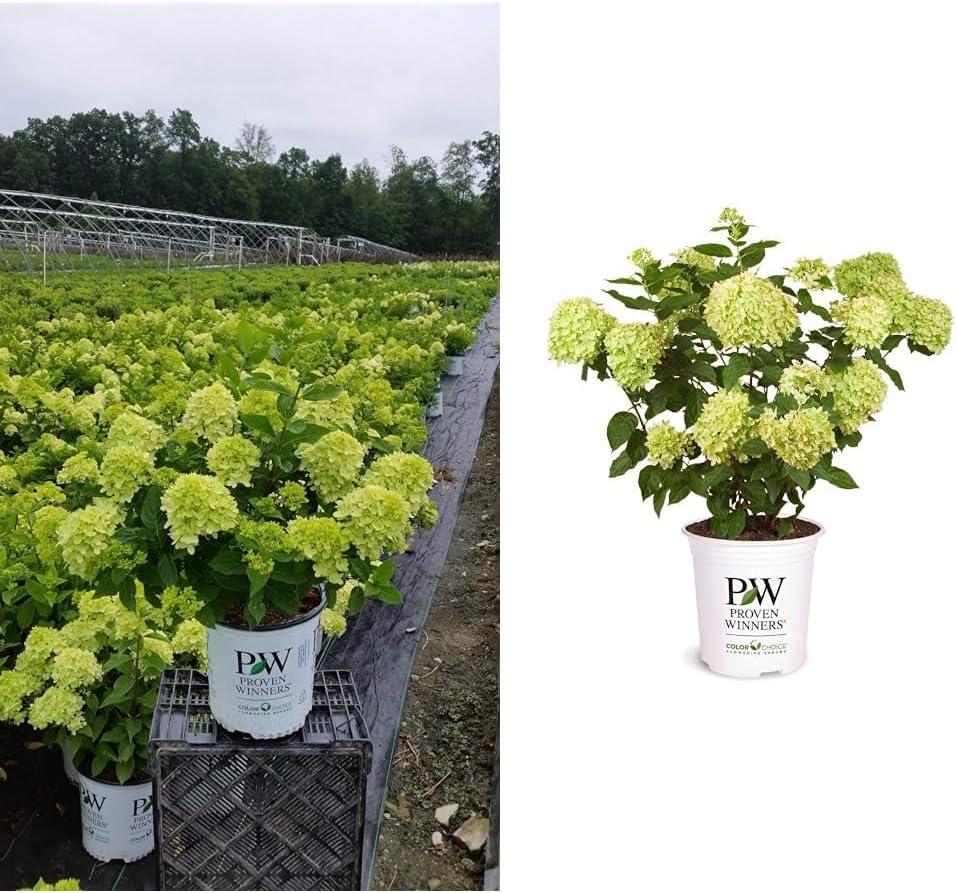 2 Gal Containers Panicle Hydrangea Shrub Bundle A67569