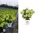 2 Gal Containers Panicle Hydrangea Shrub Bundle A67569
