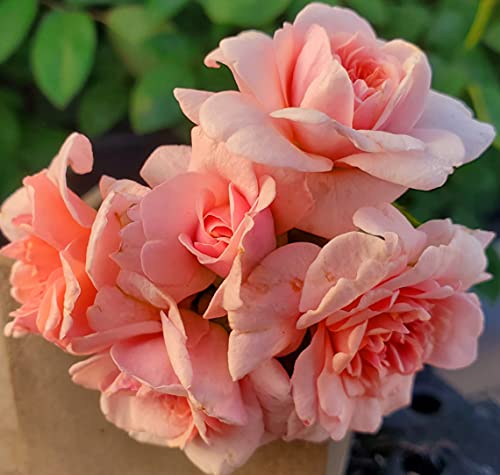 Pink Climbing Rose Live Plant, 2 Quart Pot Z413022