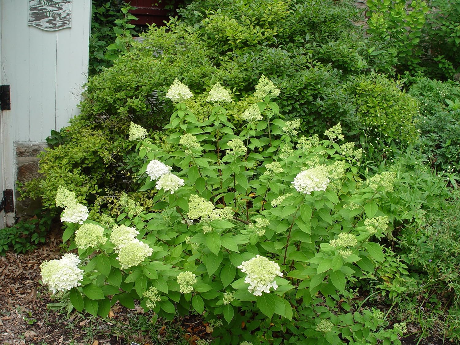 2 Gal Containers Panicle Hydrangea Shrub Bundle A67569