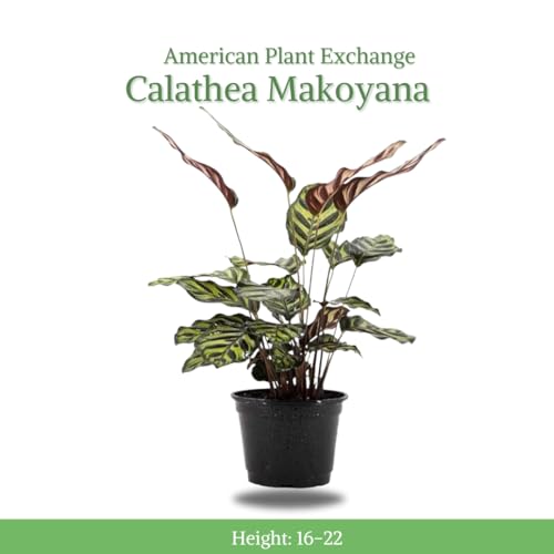 Calathea Makoyana with White Pot Cover, 6-Inch Pot, Live Indoor Prayer Plant H96911