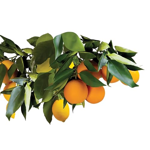 15 Count Slow Release Fertilizer Spikes for Fruit and Citrus Plants S7846