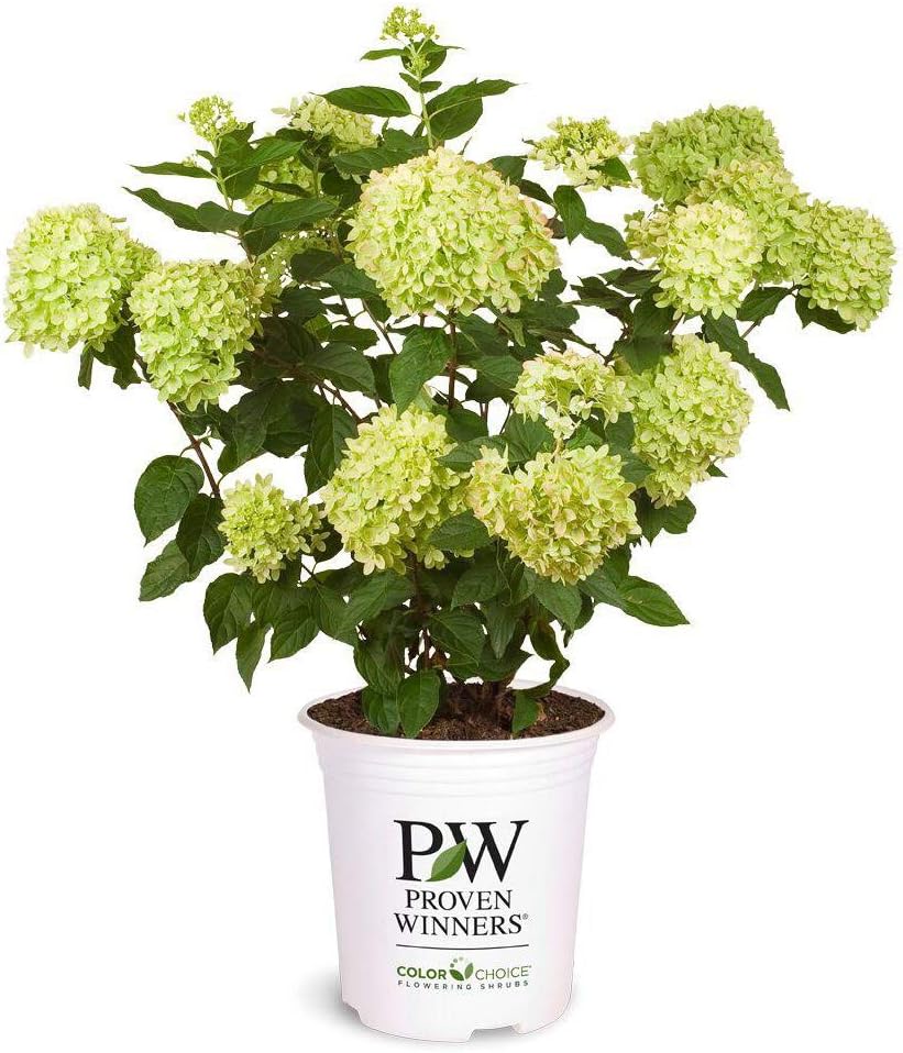 2 Gal Containers Panicle Hydrangea Shrub Bundle A67569