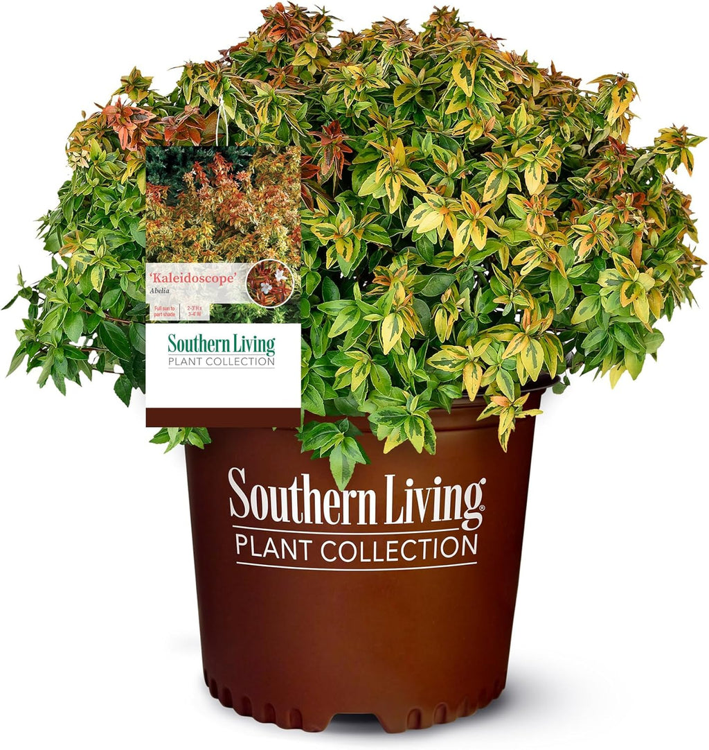 2 Gal Abelia G2464