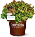 2 Gal Abelia G2464