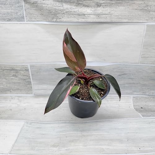 Philodendron Black Cherry Pink Princess Live House Plants in 3" Pot X396303