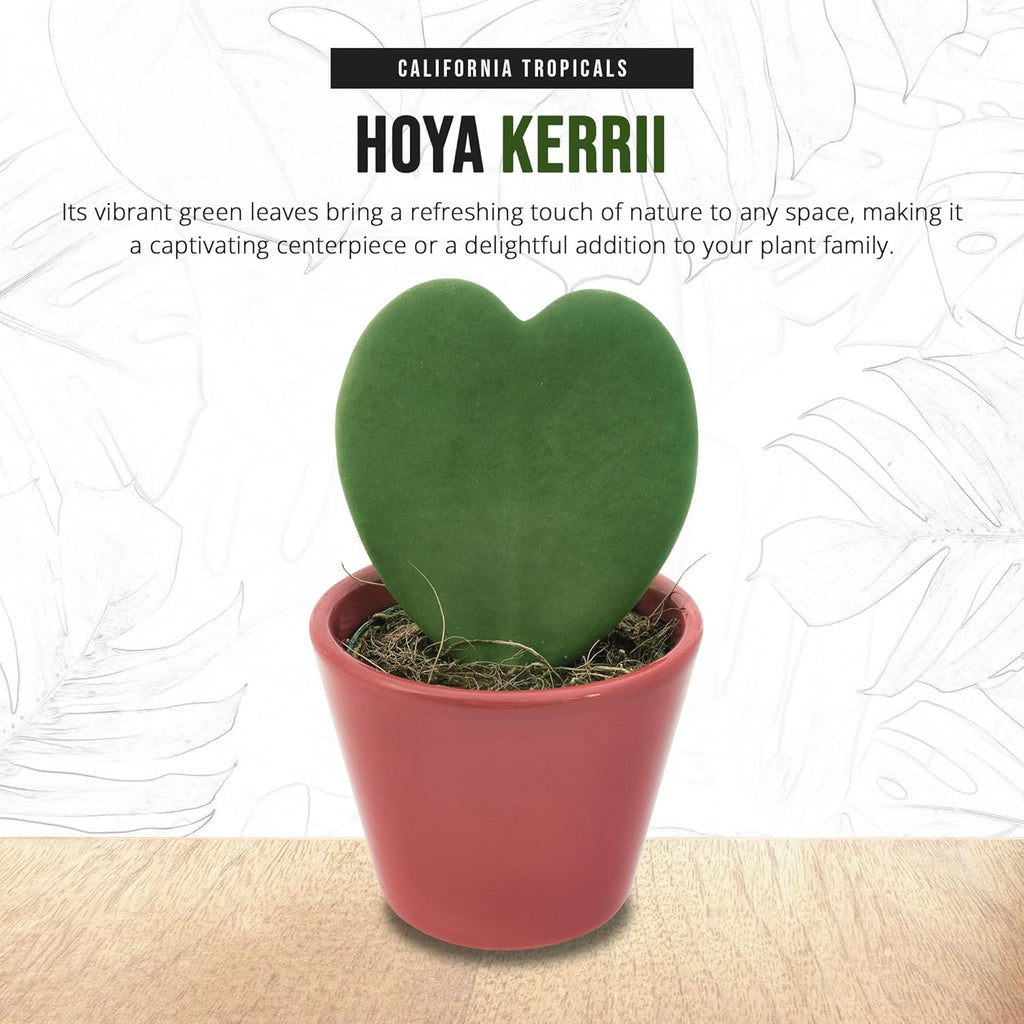 4" Pot Hoya Kerrii J1254