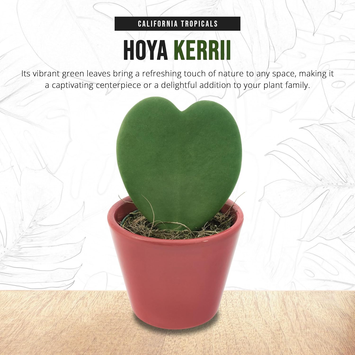 4" Pot Hoya Kerrii J1254