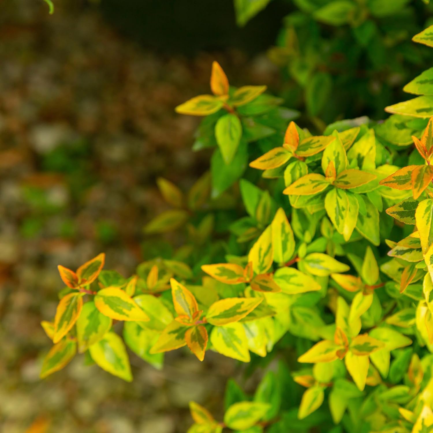 2 Gal Abelia G2464