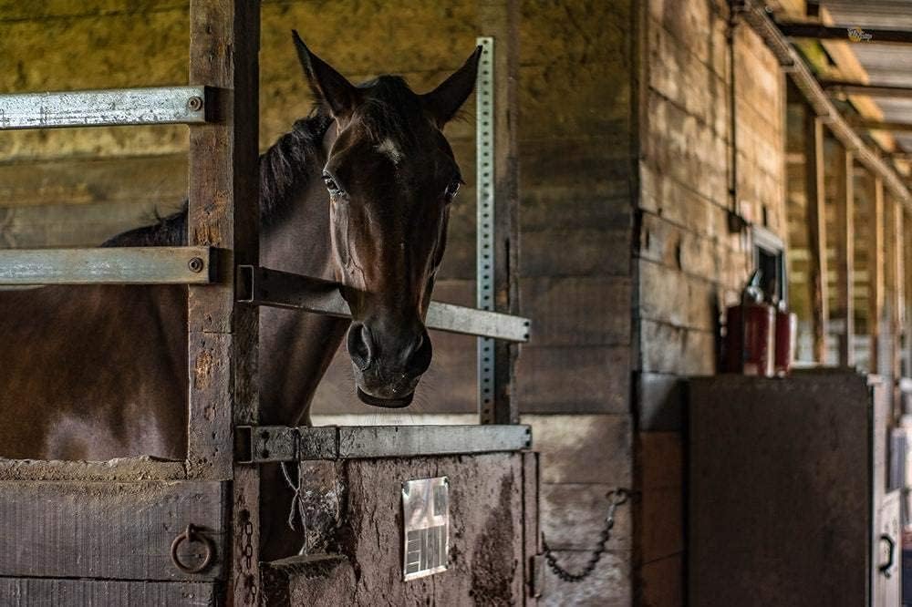 3 Tubes Equine Wormer Paste V858191