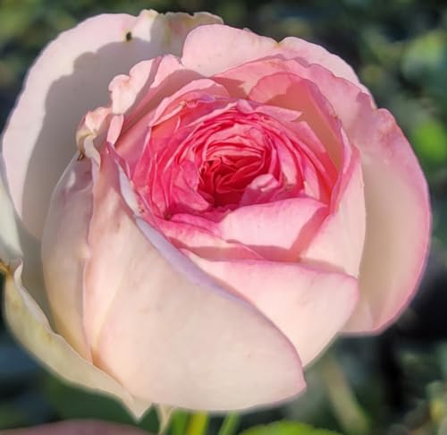 Pink Climbing Rose Live Plant, Potted 2 Quart S71218