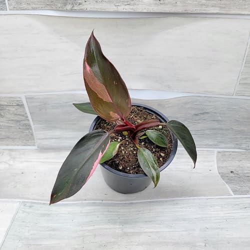 Philodendron Black Cherry Pink Princess Live House Plants in 3" Pot X396303