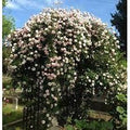 Pink Climbing Rose Live Plant, 2 Quart Pot Z413022