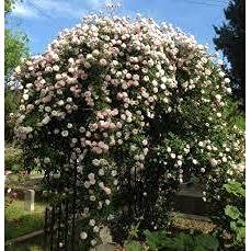 Pink Climbing Rose Live Plant, 2 Quart Pot Z413022