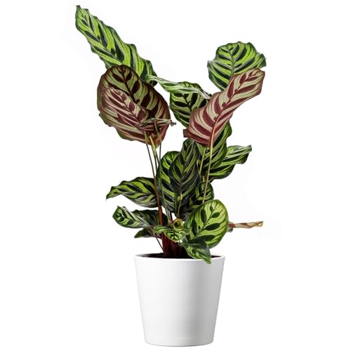Calathea Makoyana with White Pot Cover, 6-Inch Pot, Live Indoor Prayer Plant H96911