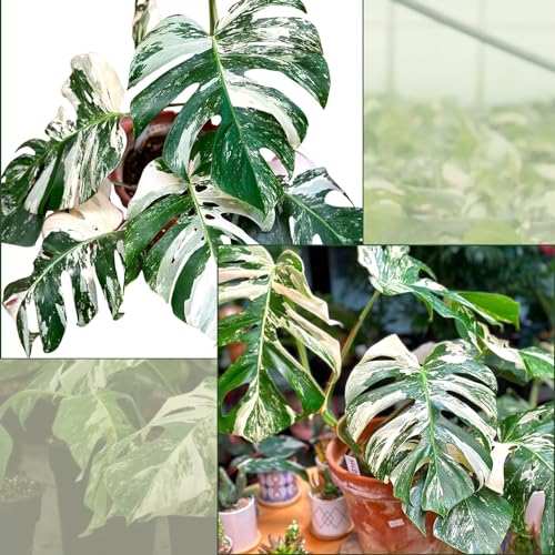 Monstera Albo Plant Live 18-24 Inches Variegata Leaf Cutting with Roots G707779