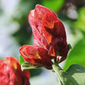 2 Red Shrimp Plants, 3 to 5 Inc Tall R202