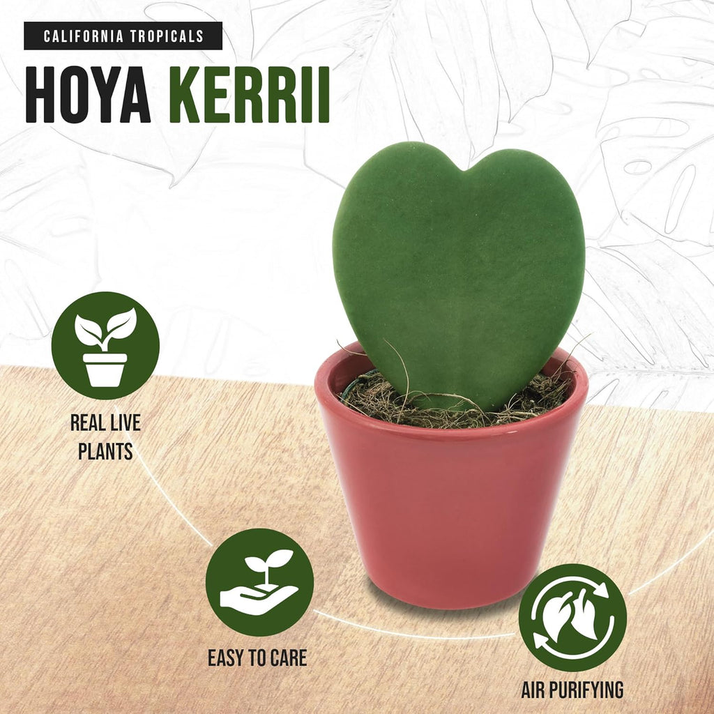 4" Pot Hoya Kerrii J1254