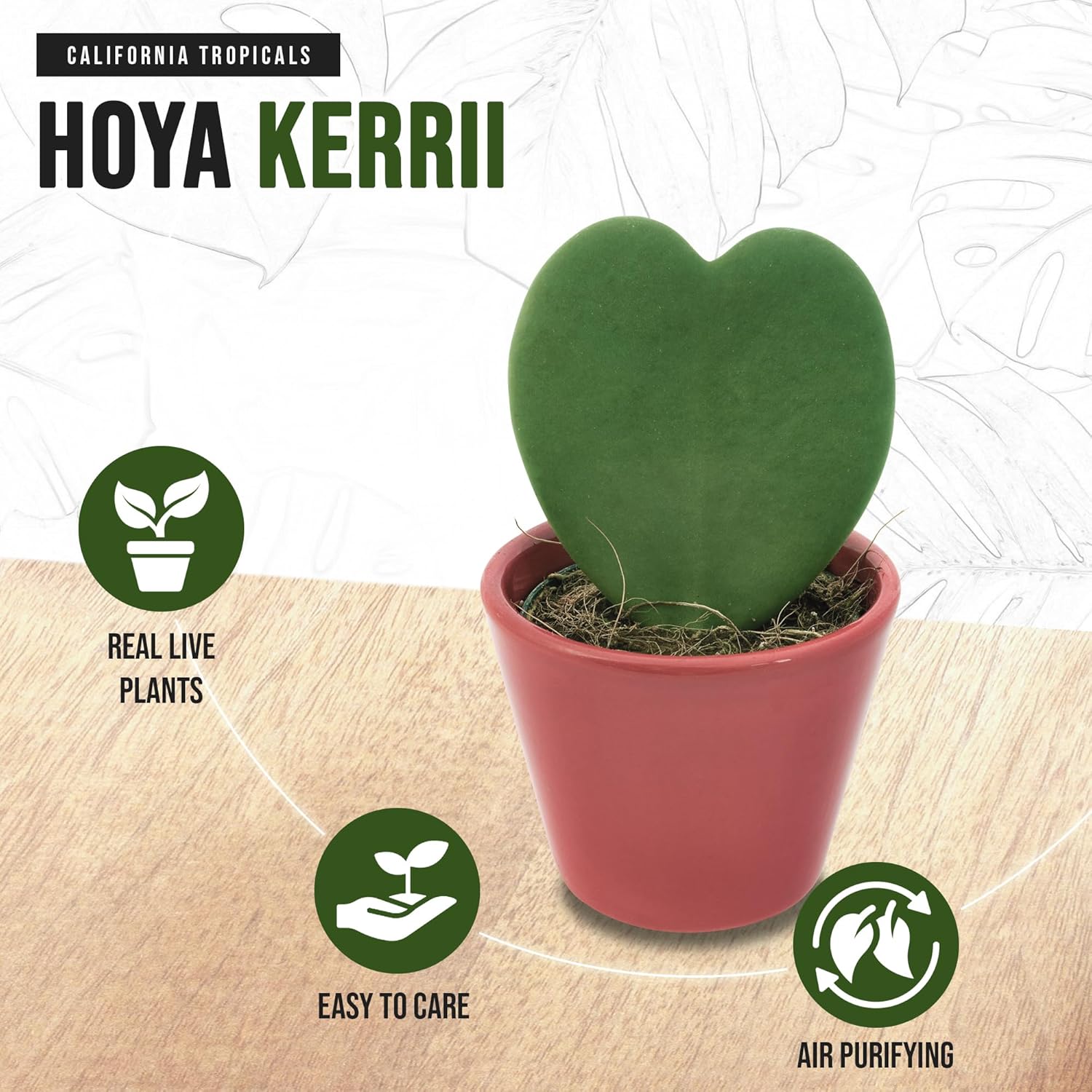 4" Pot Hoya Kerrii J1254