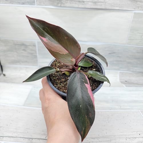 Philodendron Black Cherry Pink Princess Live House Plants in 3" Pot X396303