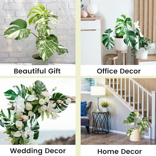 Monstera Albo Plant Live 18-24 Inches Variegata Leaf Cutting with Roots G707779