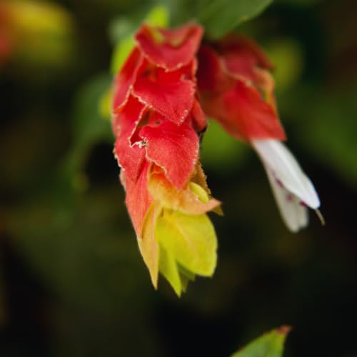 2 Red Shrimp Plants, 3 to 5 Inc Tall R202