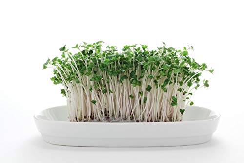Certified Organic Broccoli Sprouting Seeds - 8oz N4969
