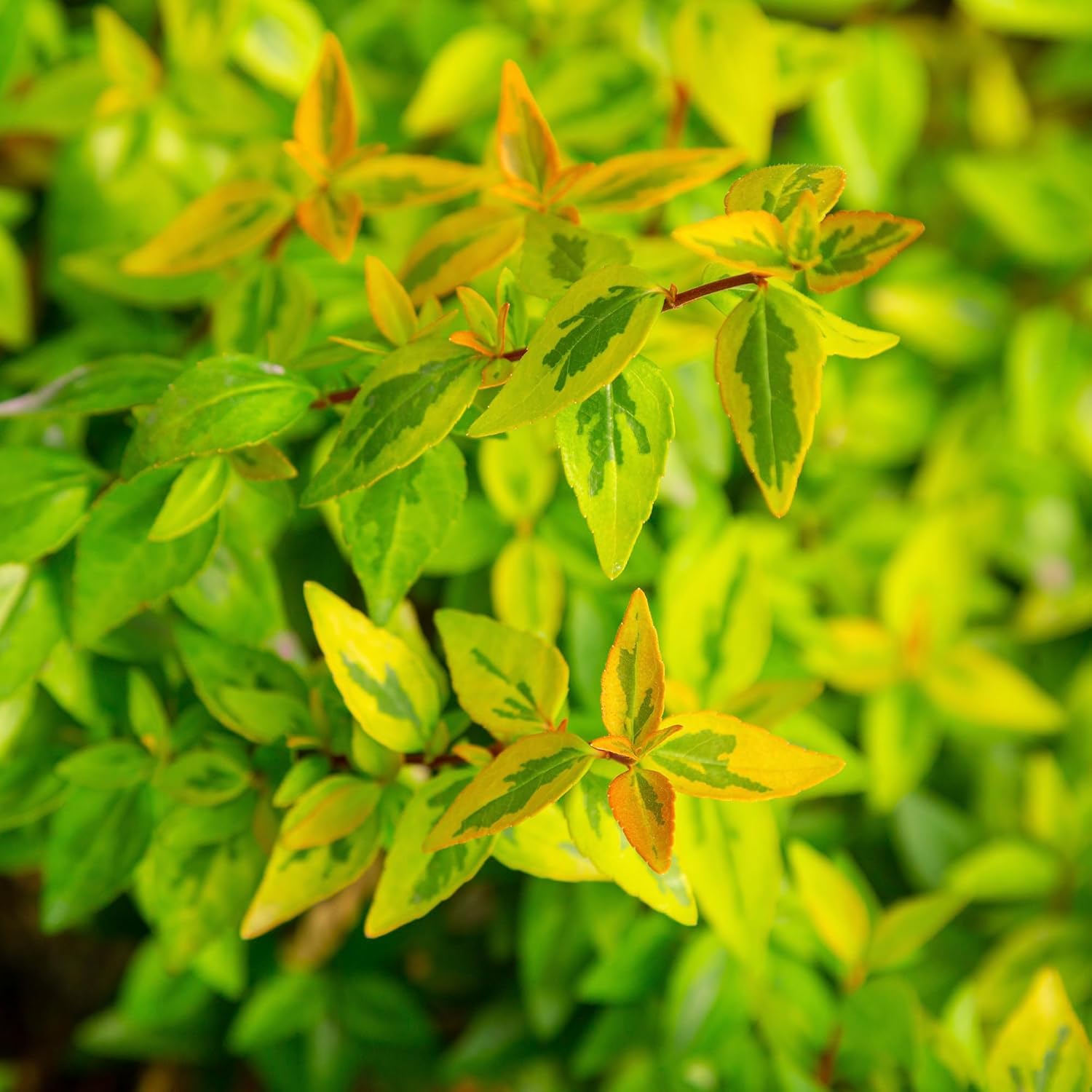 2 Gal Abelia G2464