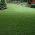 5 lb. Hybrid Bluegrass Lawn Grass Seed X25367