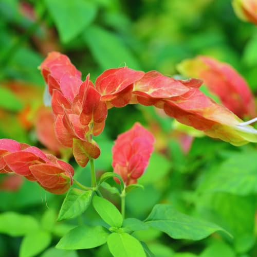2 Red Shrimp Plants, 3 to 5 Inc Tall R202
