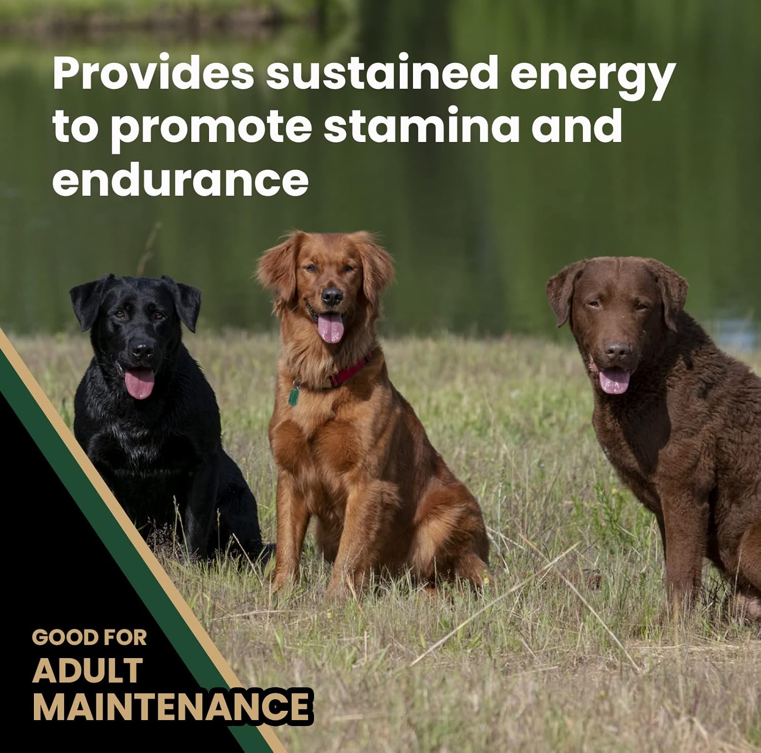 Performance Dry Dog Food, 26% Protein, 5lbs I481743