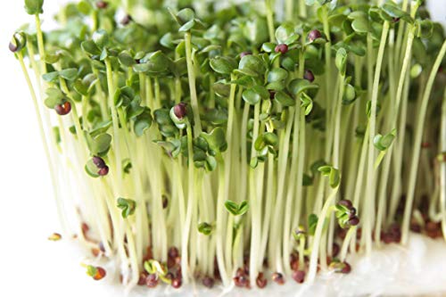 Certified Organic Broccoli Sprouting Seeds - 8oz N4969