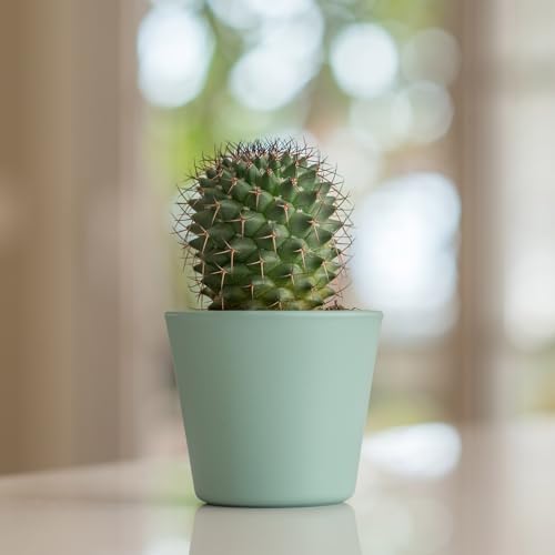 8 Quarts Cactus and Succulent Potting Mix J663883