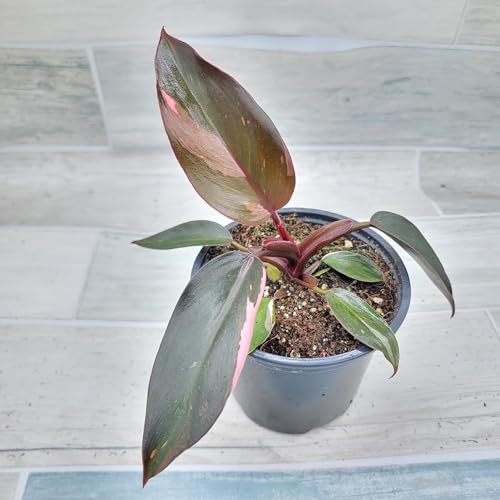 Philodendron Black Cherry Pink Princess Live House Plants in 3" Pot X396303