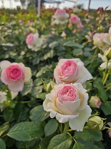 Pink Climbing Rose Live Plant, Potted 2 Quart S71218