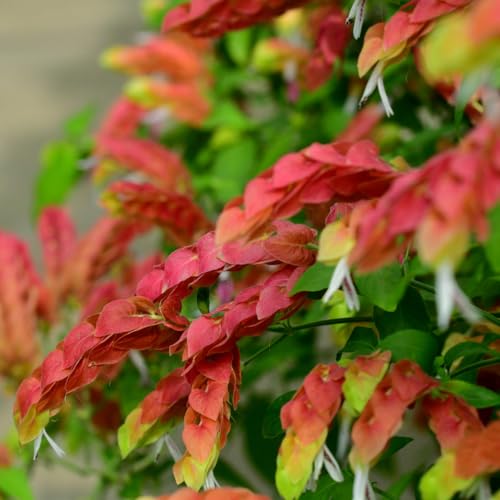 2 Red Shrimp Plants, 3 to 5 Inc Tall R202